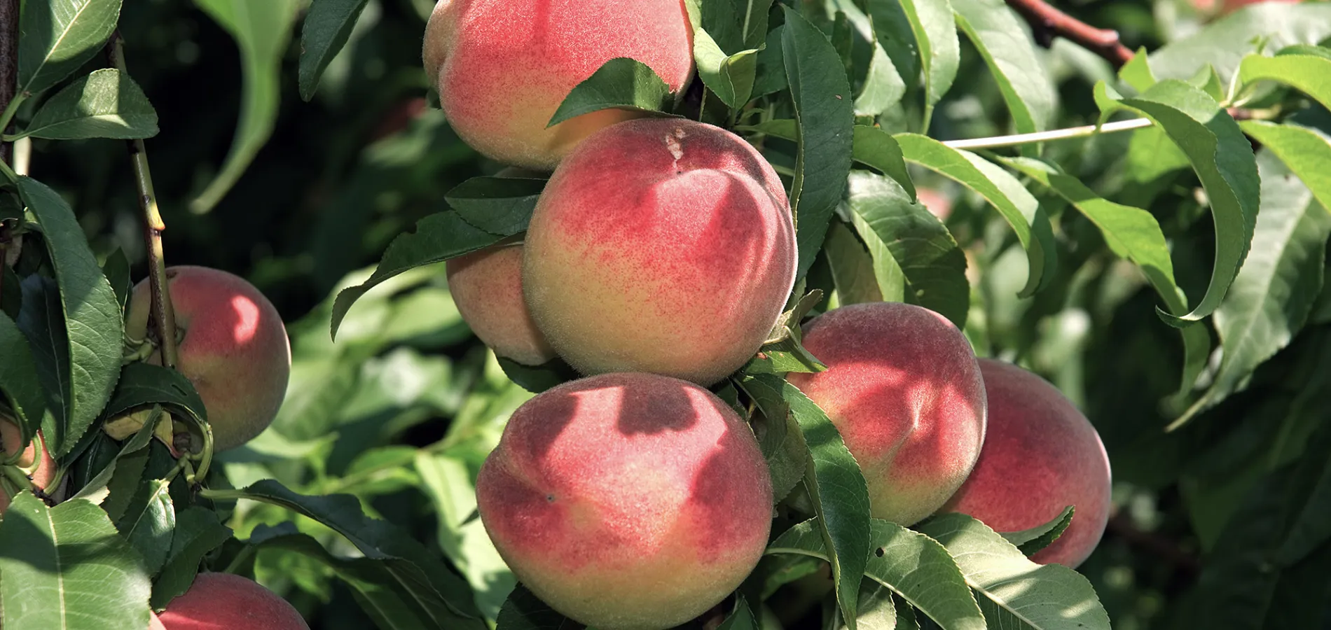 stone fruits peach-h