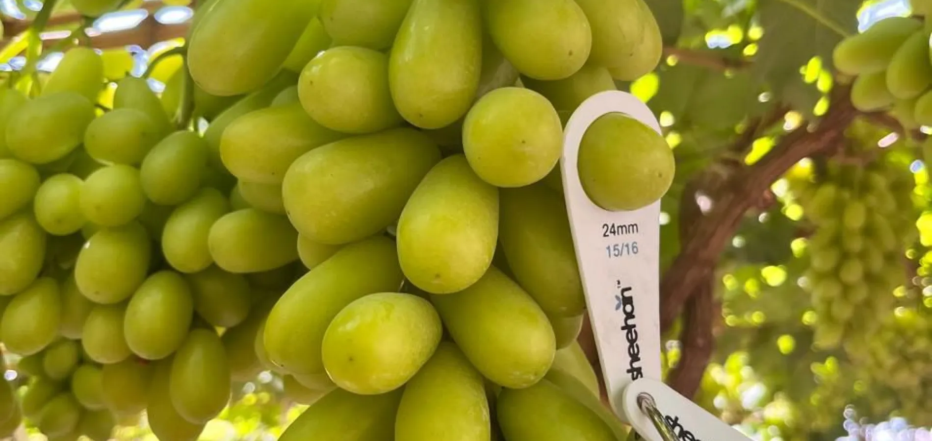 magnesio nutriente esencial para plantas compo expert
