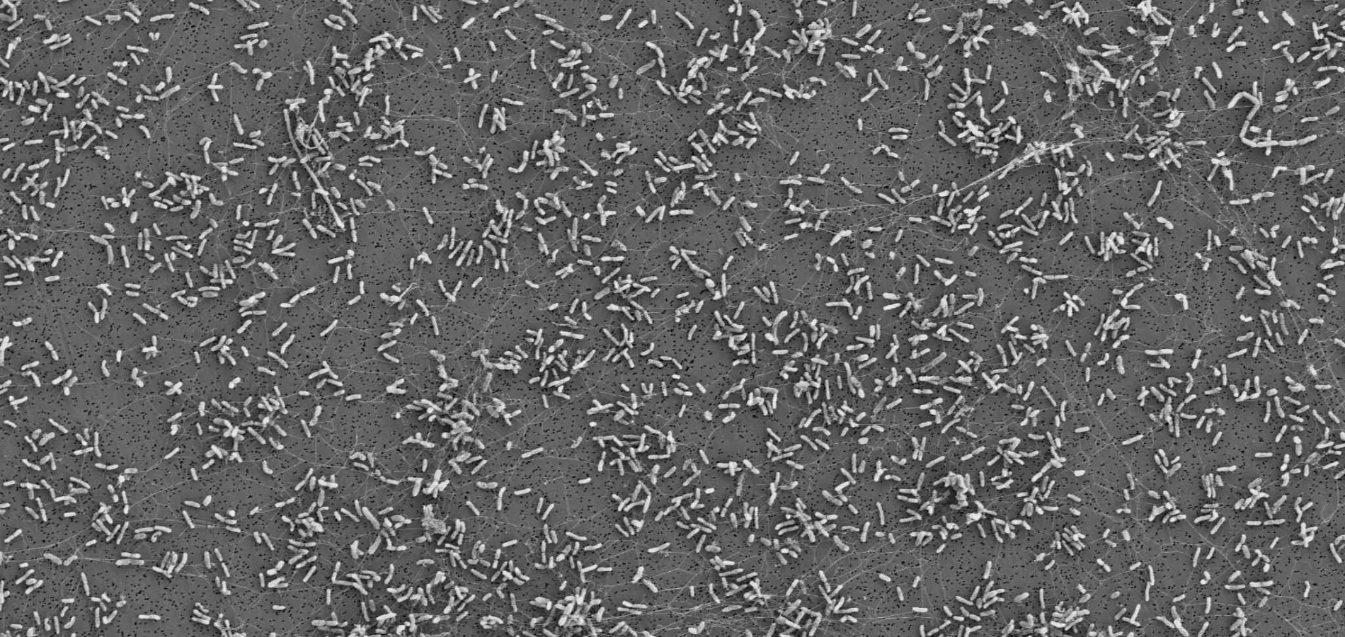 PLANTE DE MICROORGANISMOS Y BIOFERTILIZANTES