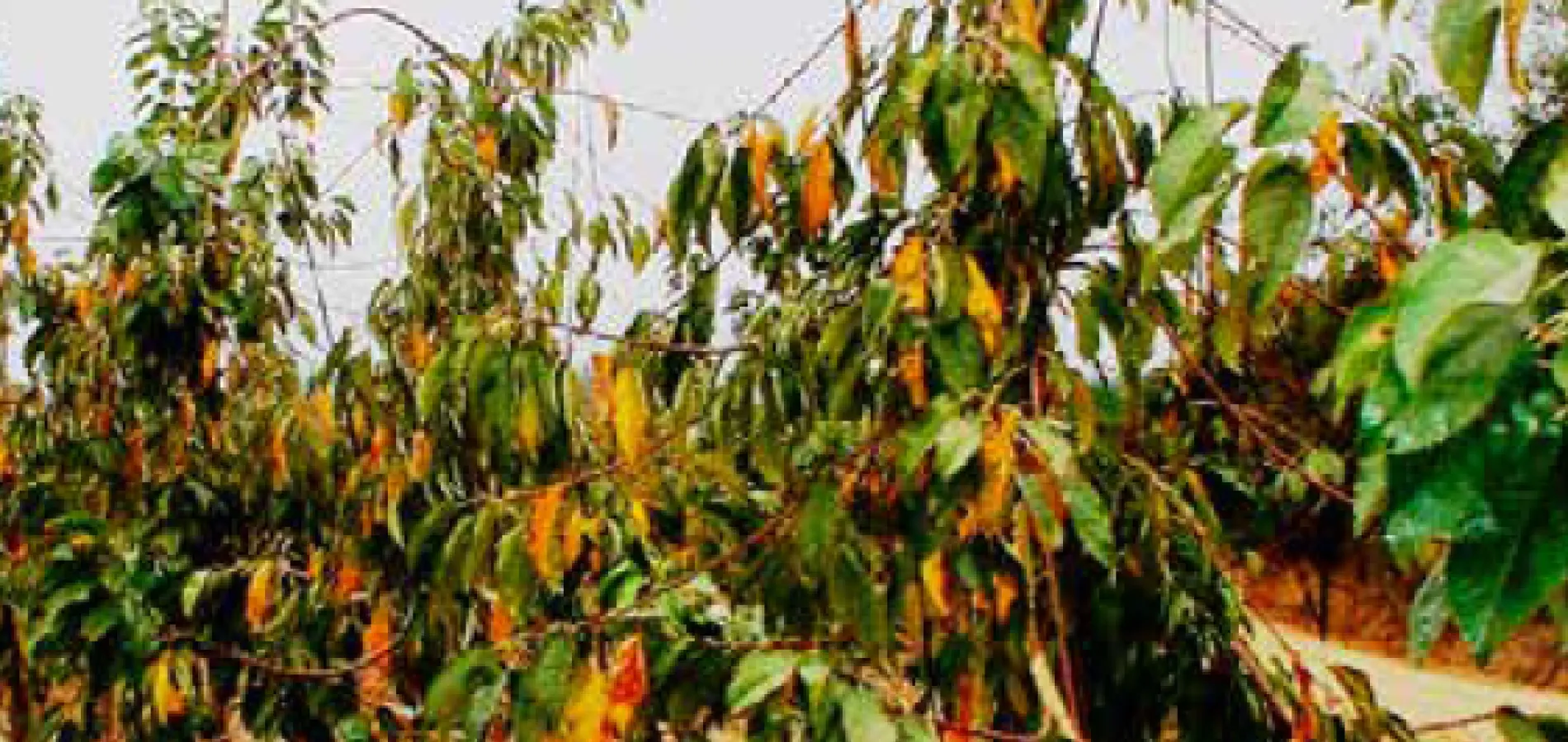 cerezo cosecha tardia