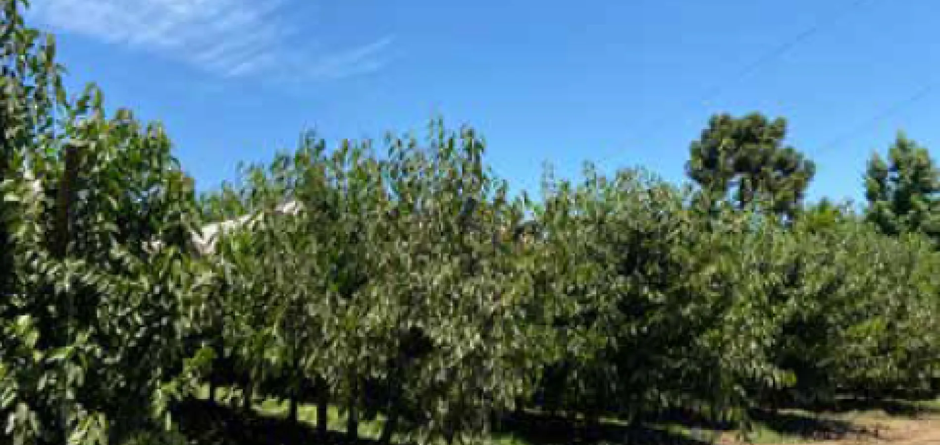 postcosecha temprana cerezos.png