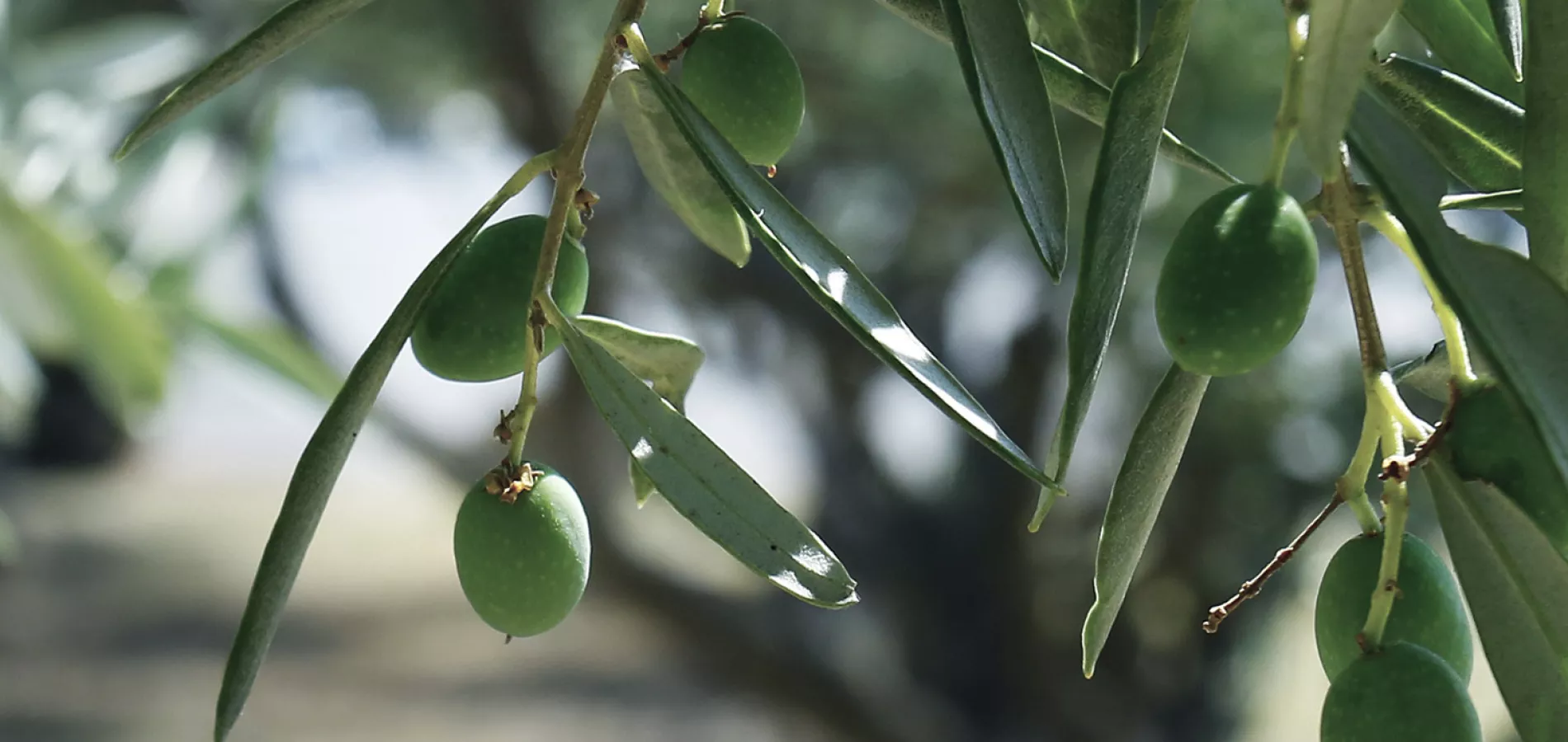 fertilizantes y bioestimulantes para olivo