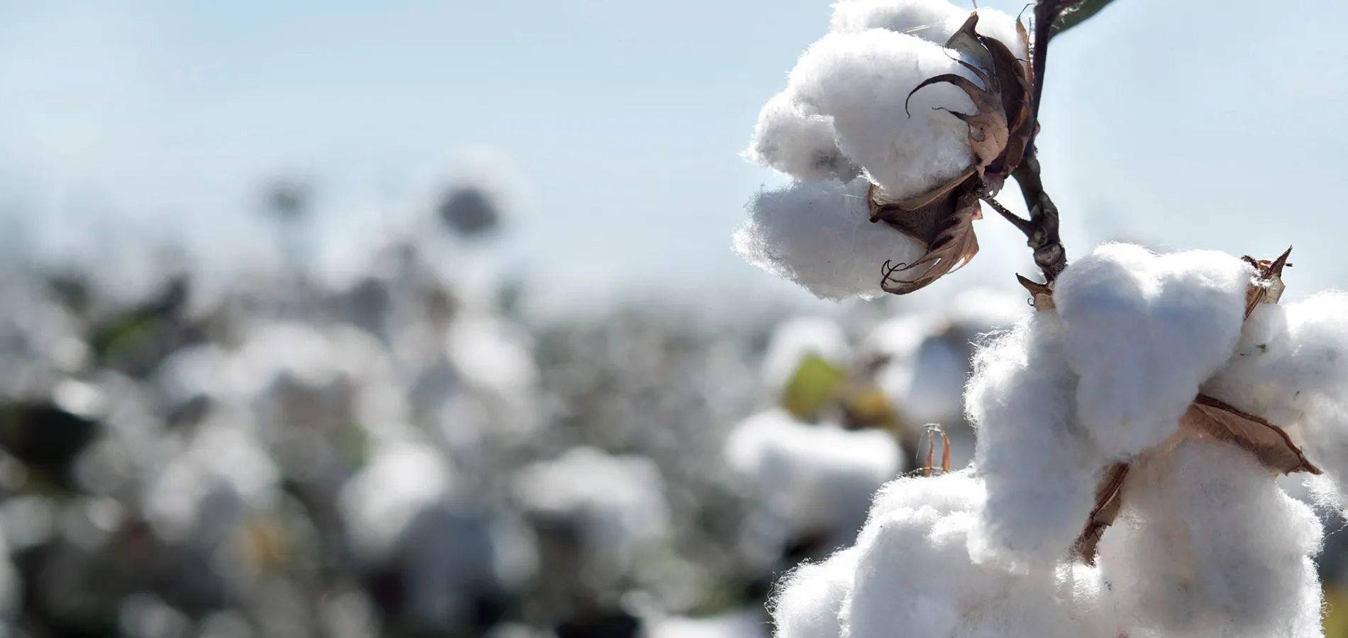 field crops cotton title