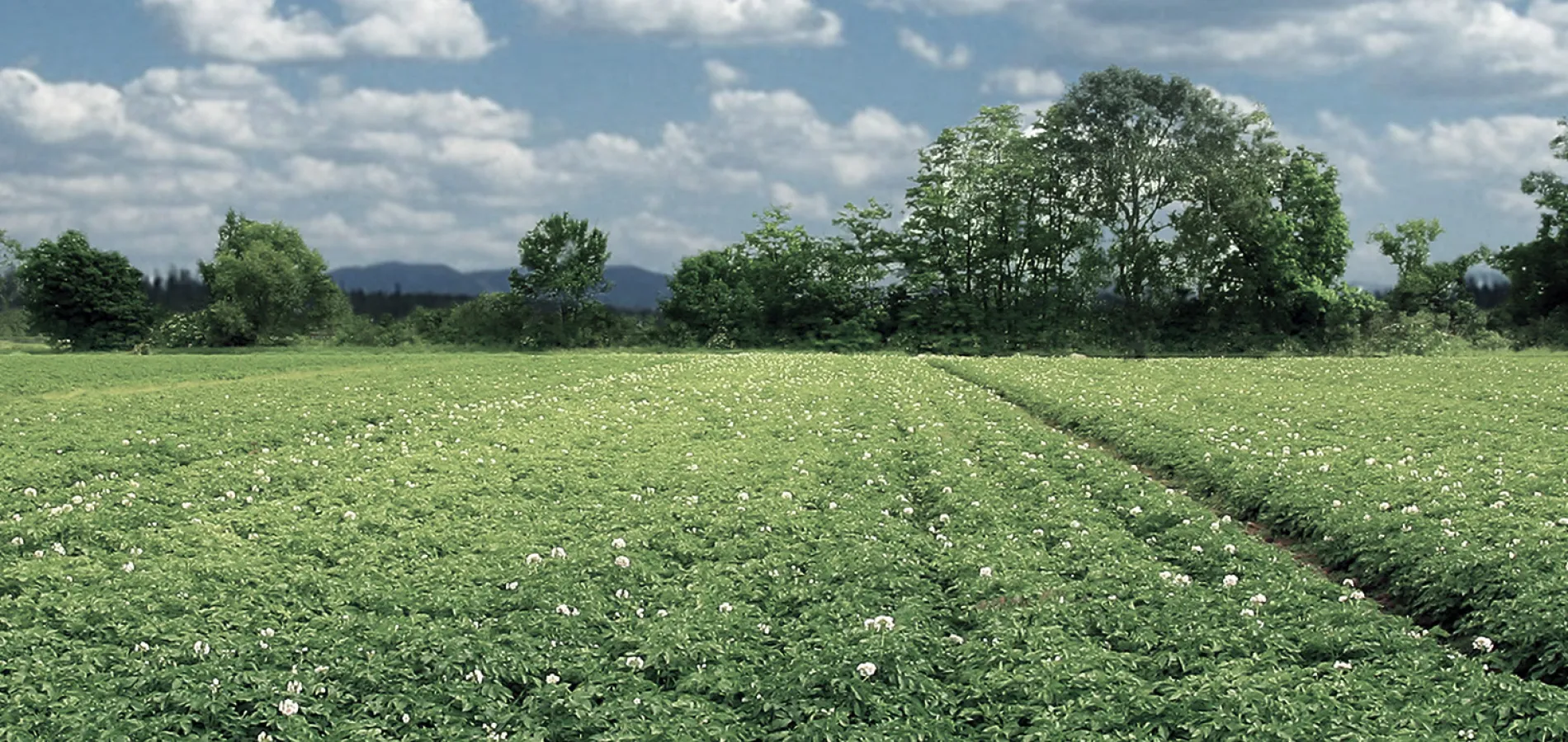 field crops potatoes v