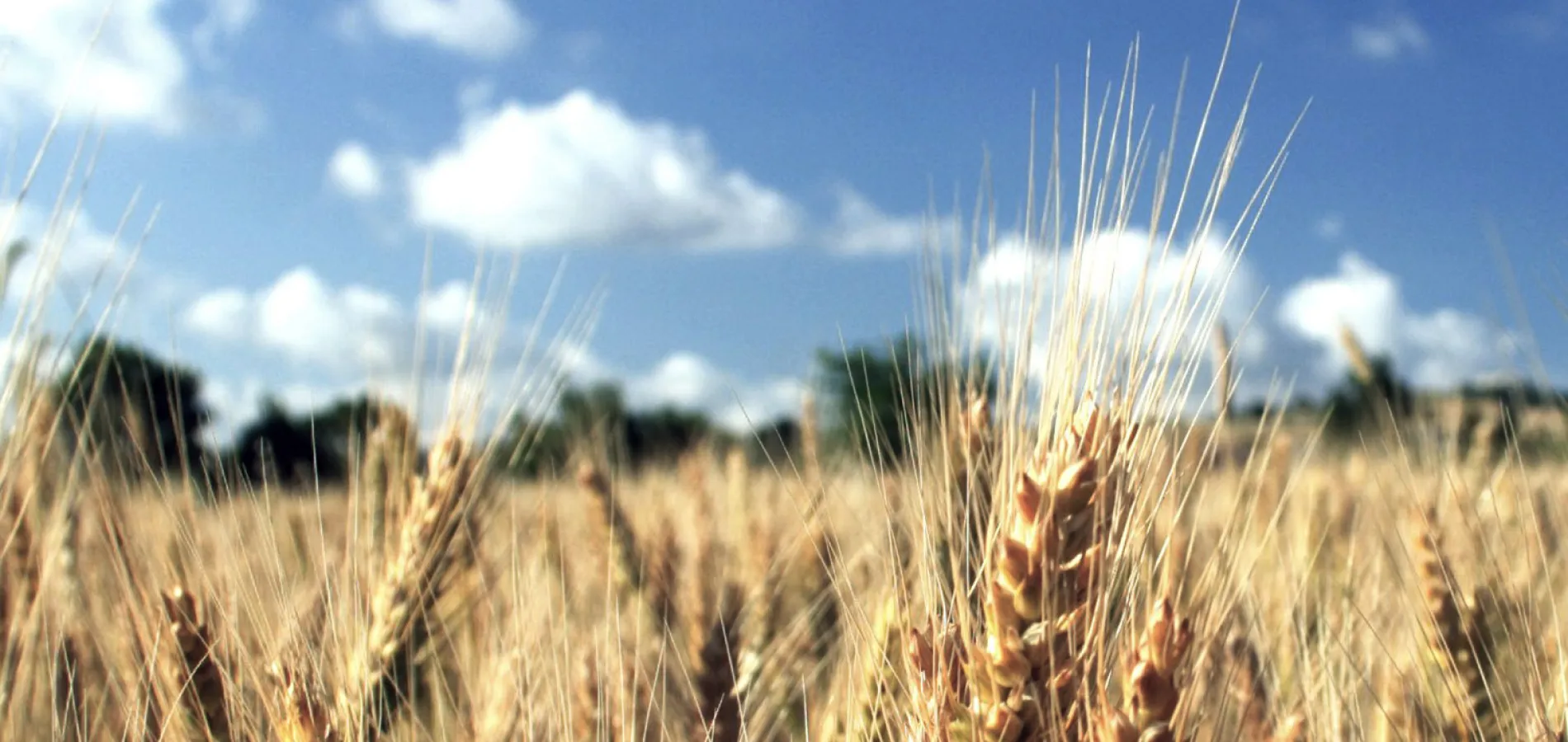 field crops wheat_v