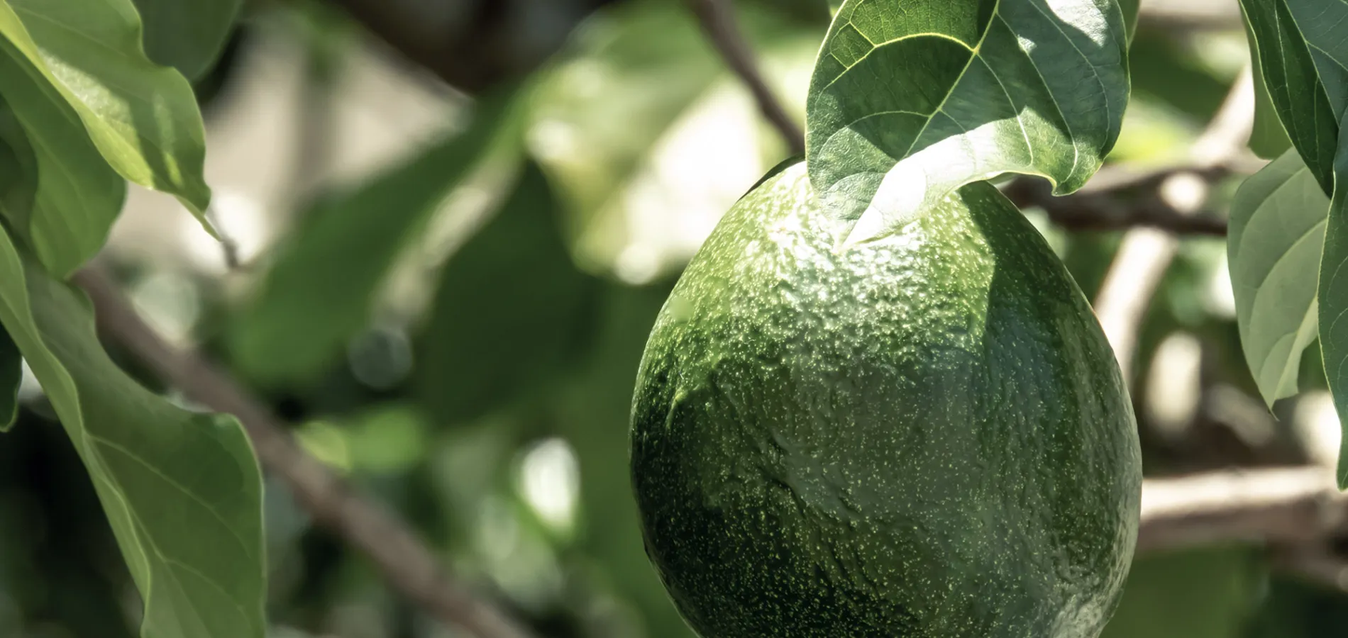 fruits avocado-title