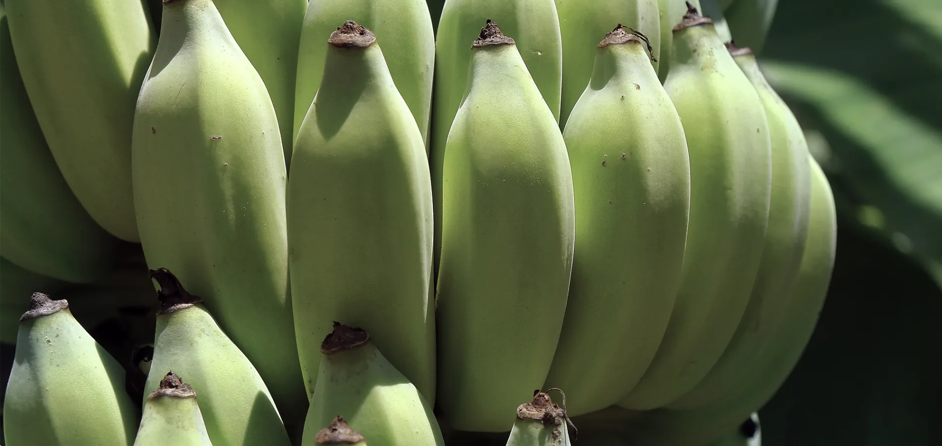 fruits banana-title
