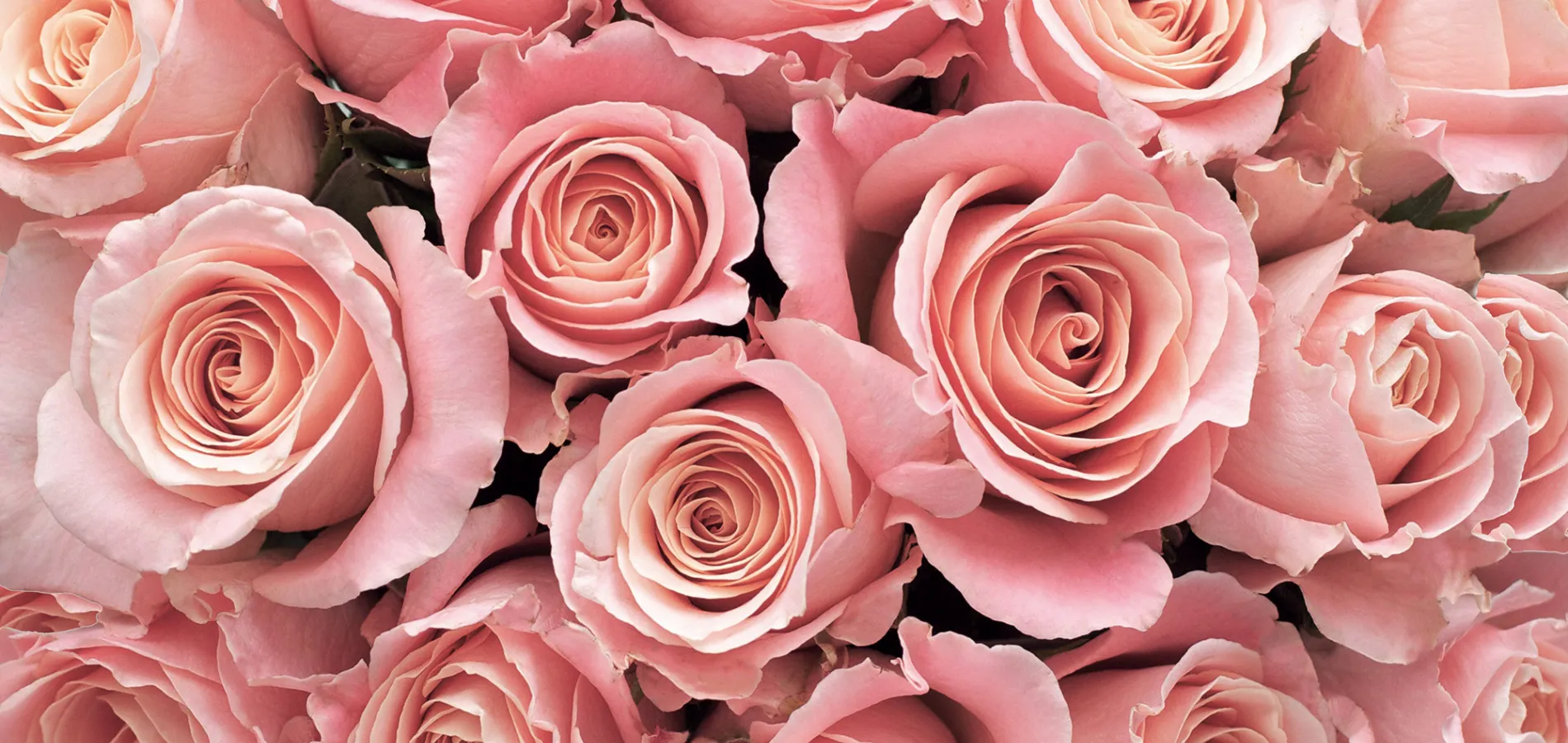 nursery-ornamentals-cut flowers-title