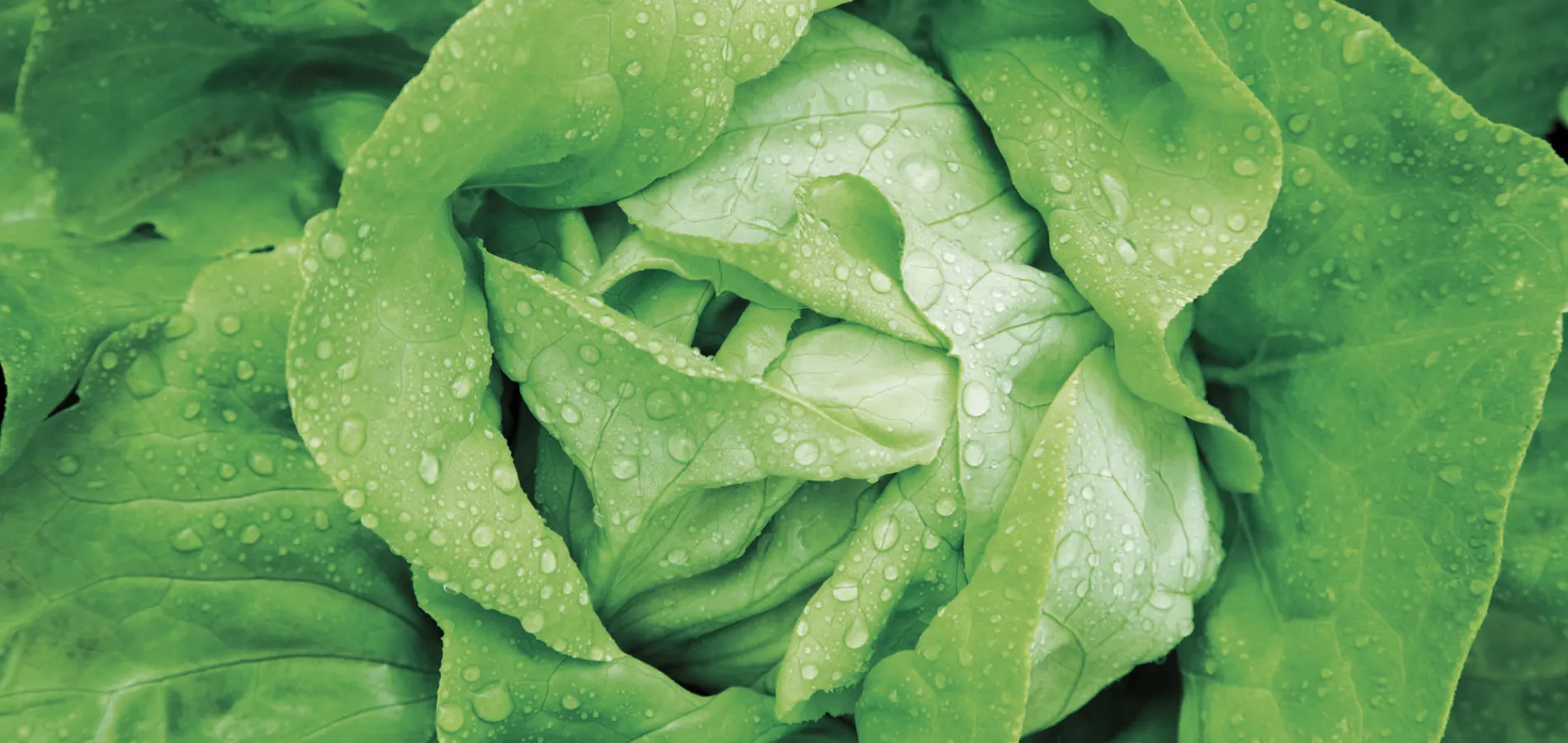 vegetables-lettuce-title
