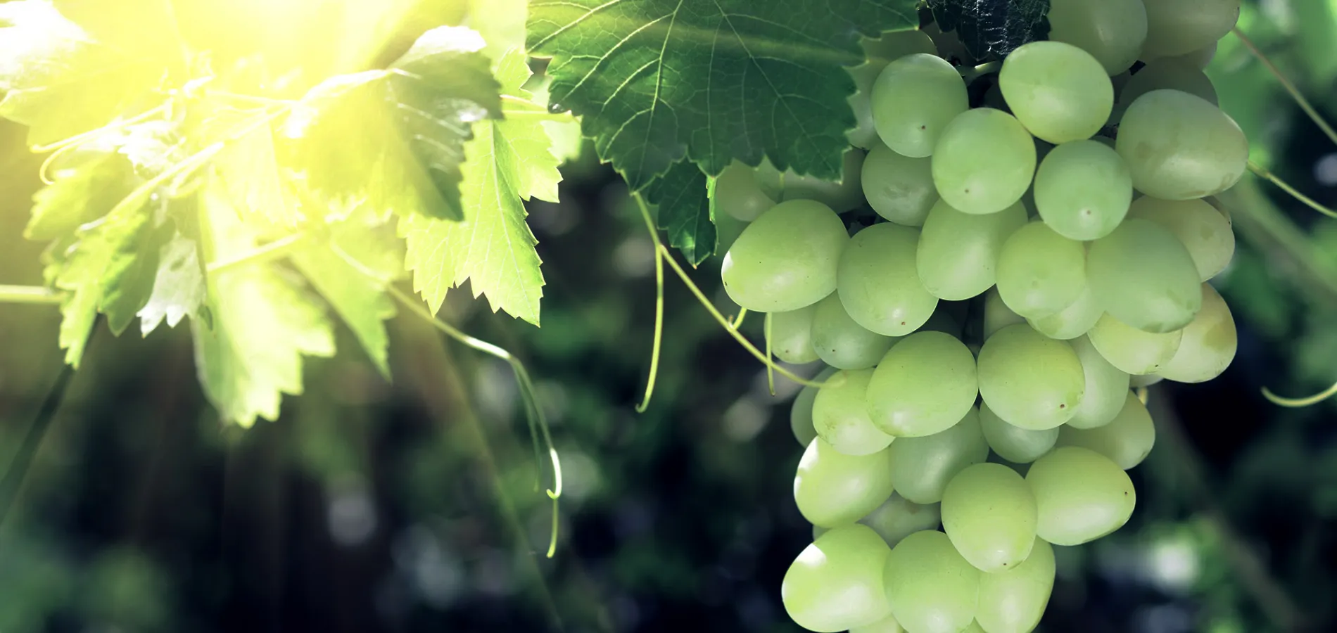 fruits grapes (table)-title