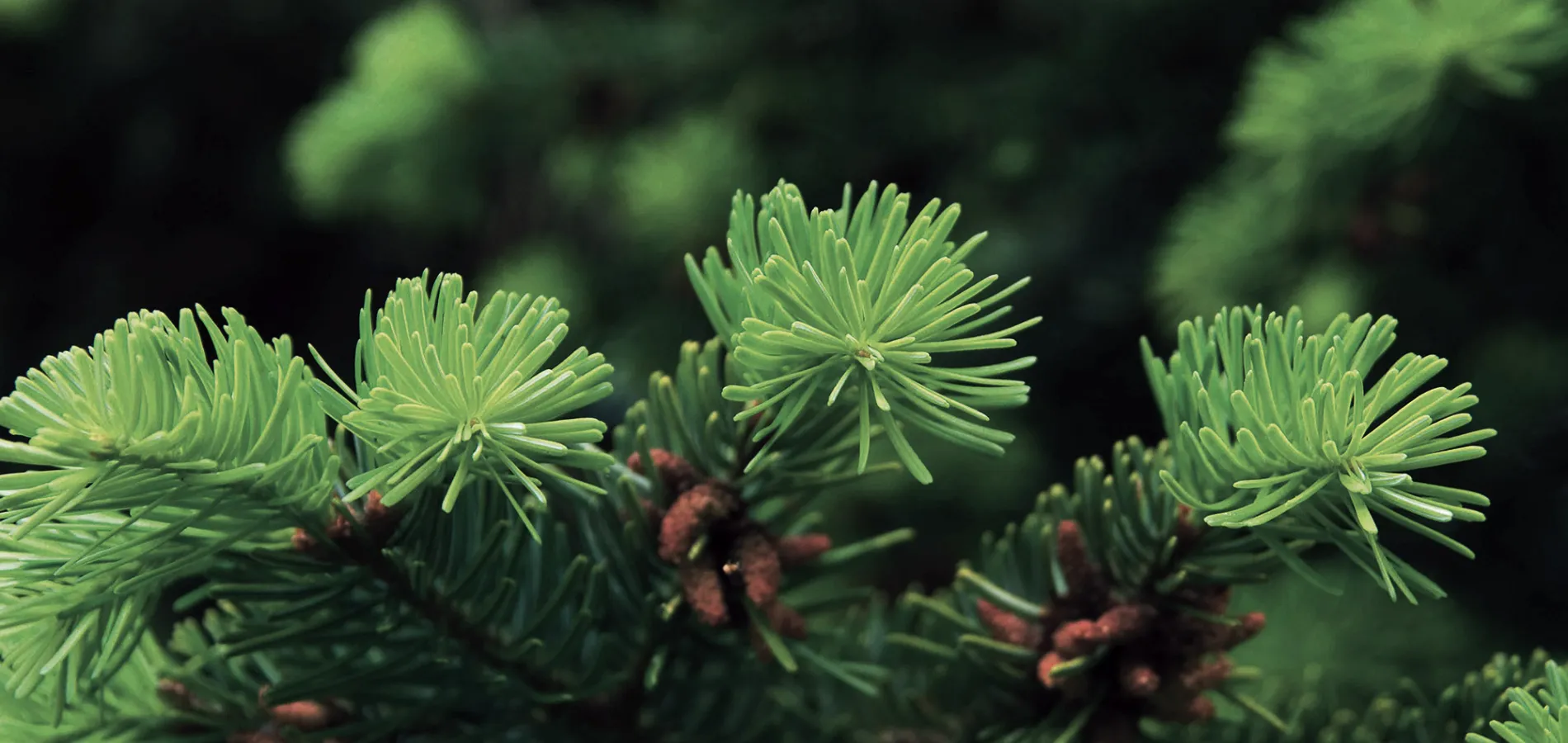 nursery-ornamentals-trees-title