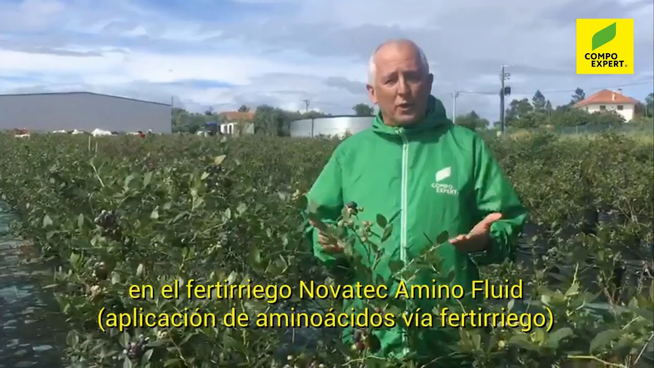 Estratégia COMPO EXPERT para o cultivo de mirtilo