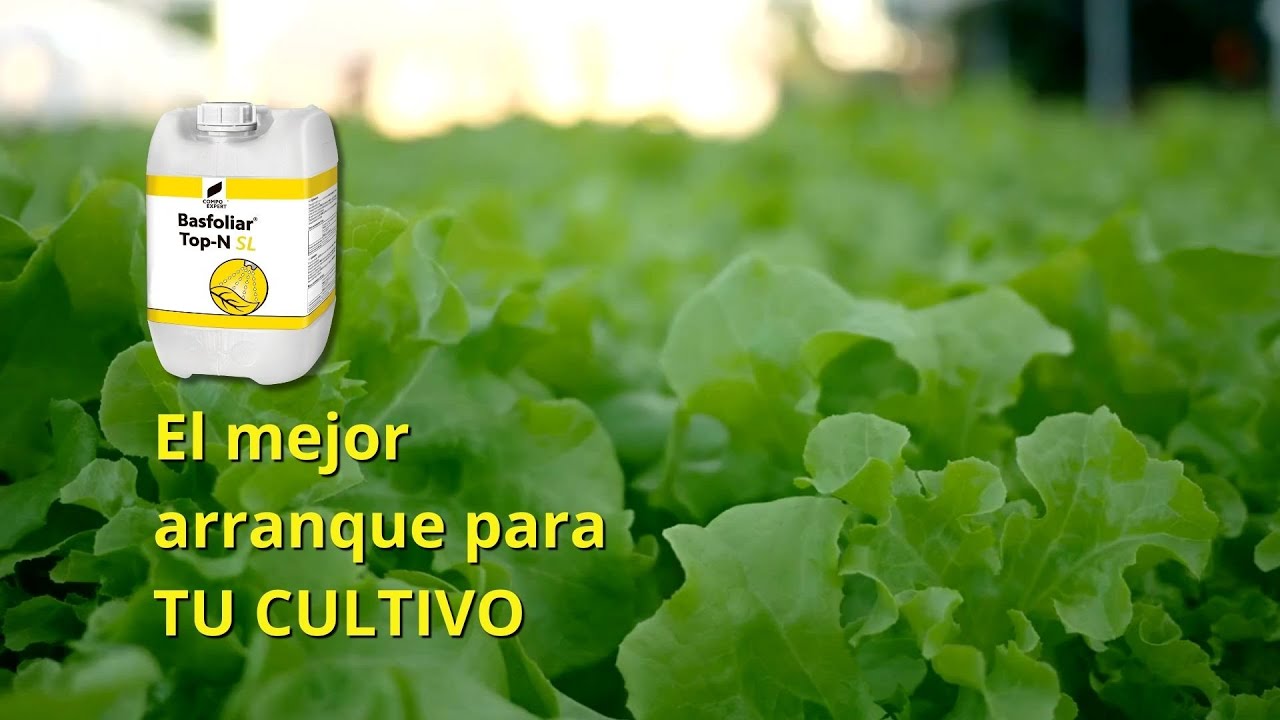 El mejor fertilizante para el arranque en uva, frutales y hortícolas - COMPO EXPERT