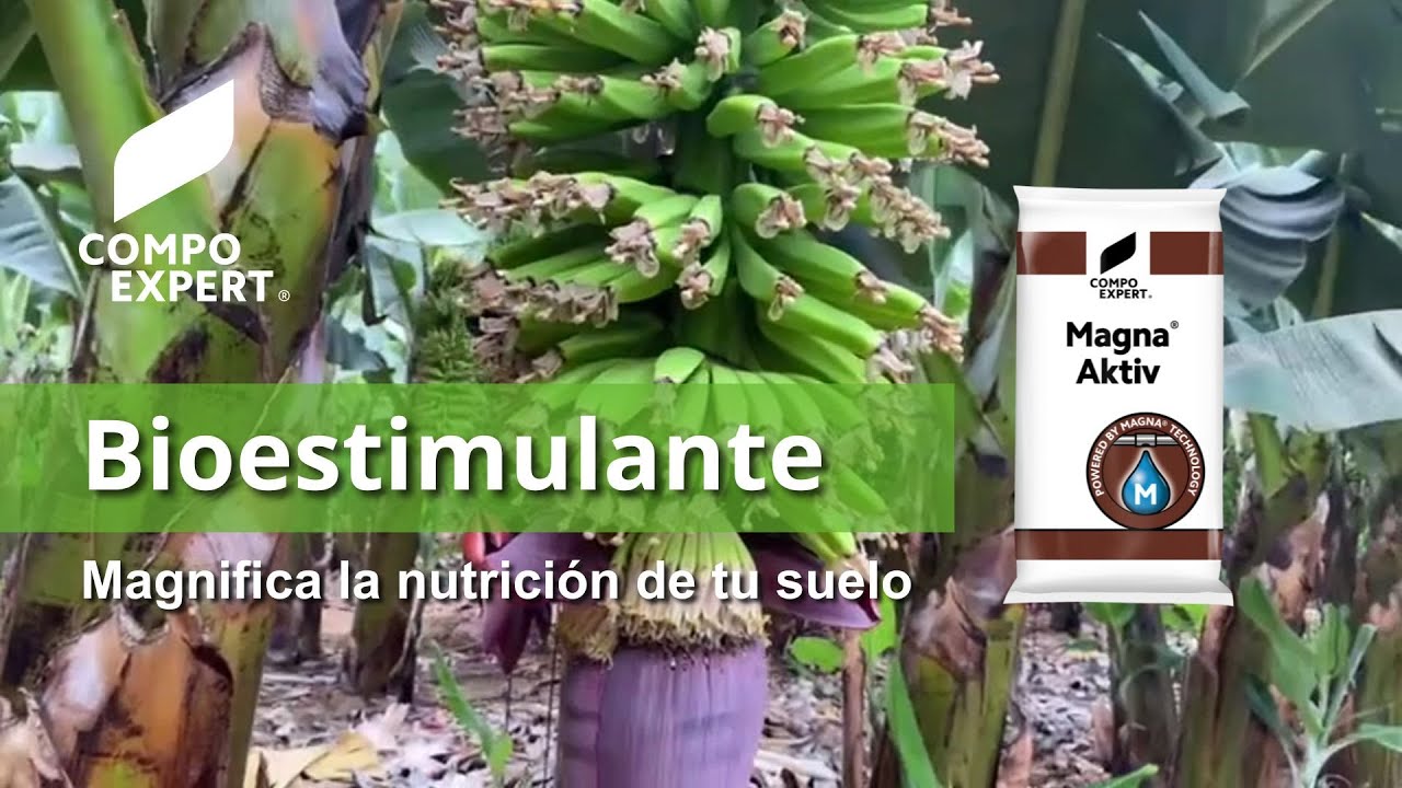 Bioestimulantes para plátano - Magna® Aktiv - COMPO EXPERT