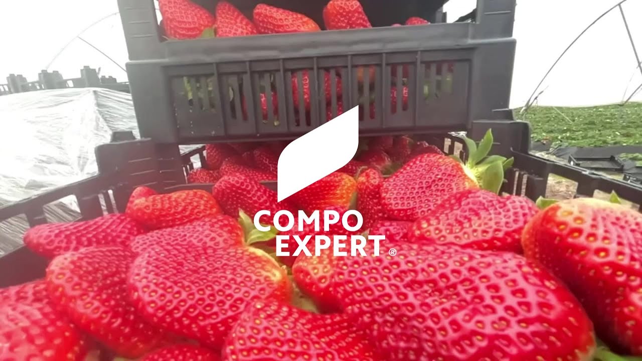 Elevada produção de morango COMPO EXPERT Portugal