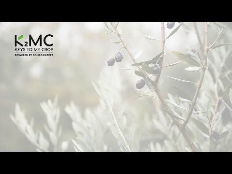 Cultivo del olivo en España - Abonado del olivo - olive project - K2MC - COMPO EXPERT Spain SL