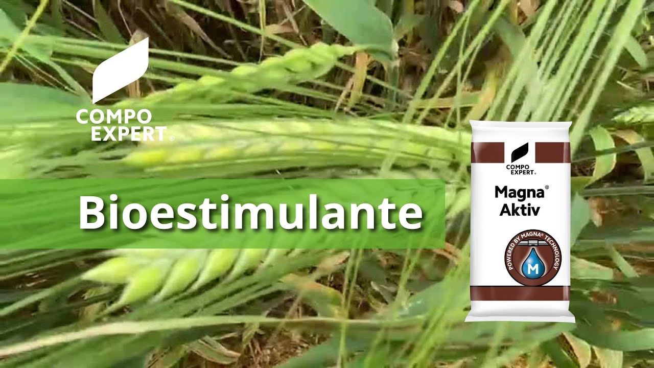 Bioestimulante Magna® Aktiv para cereal: maíz, cebada, trigo