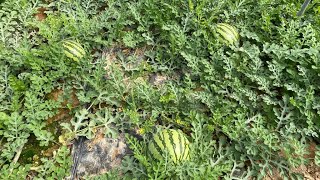 Cultivo de sandia con polinizador mini - Estrategia de fertilización sandía - COMPO EXPERT